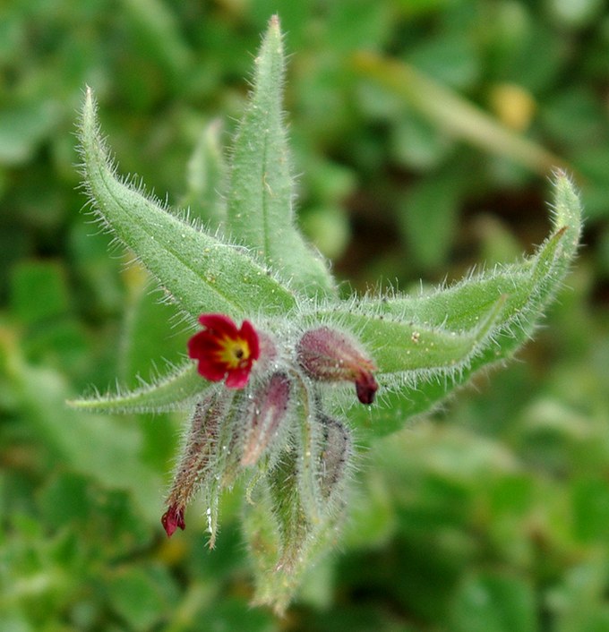 Image of Nonea caspica specimen.