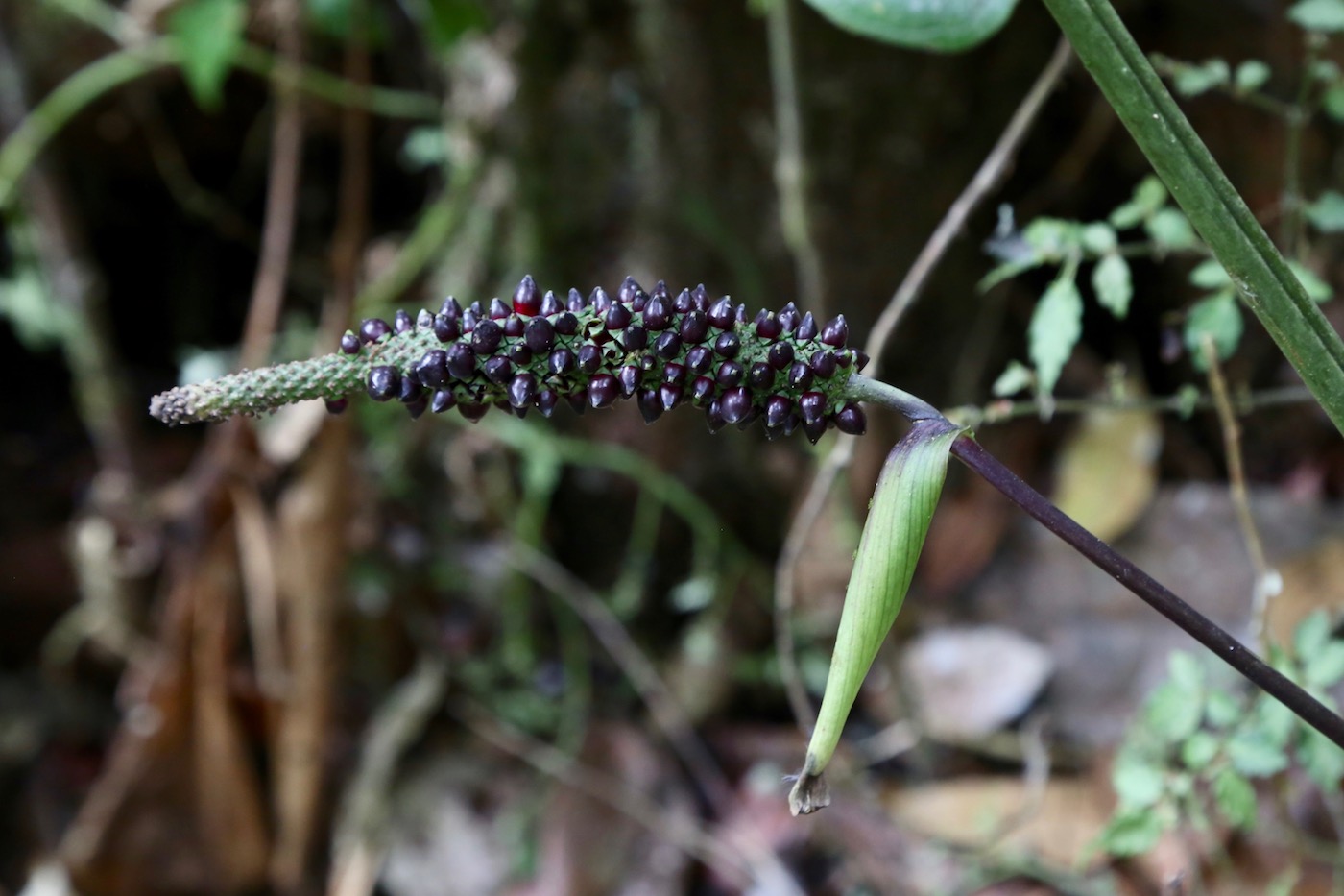 Image of Anthurium oxybelium specimen.