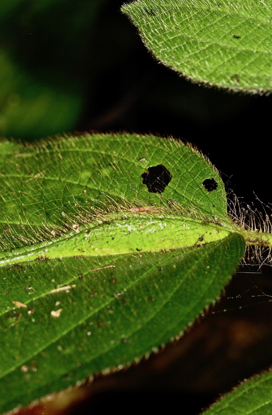 Image of Miconia taurina specimen.