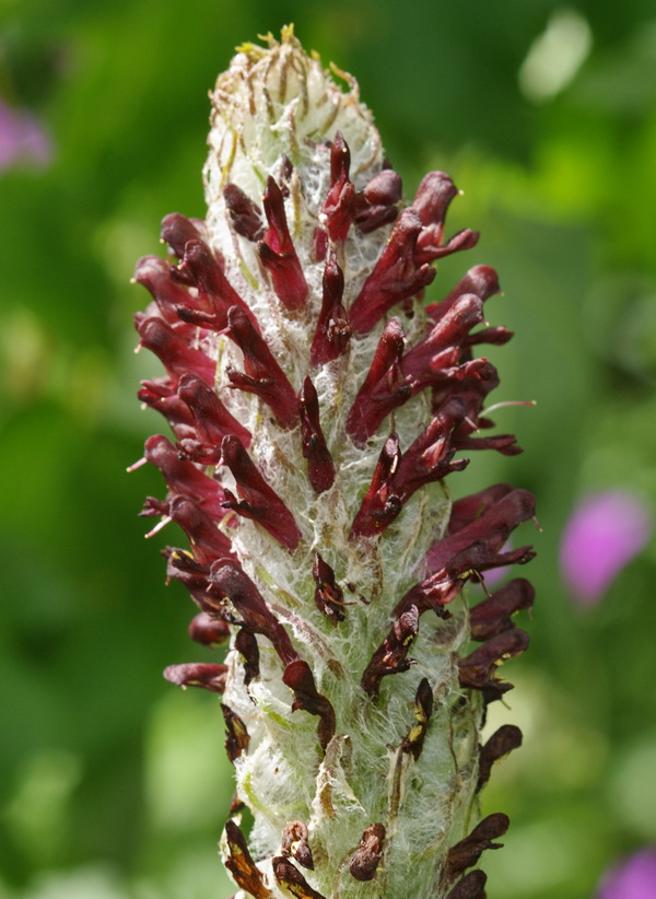 Image of Pedicularis atropurpurea specimen.