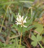 Trifolium lupinaster