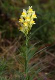 Linaria vulgaris