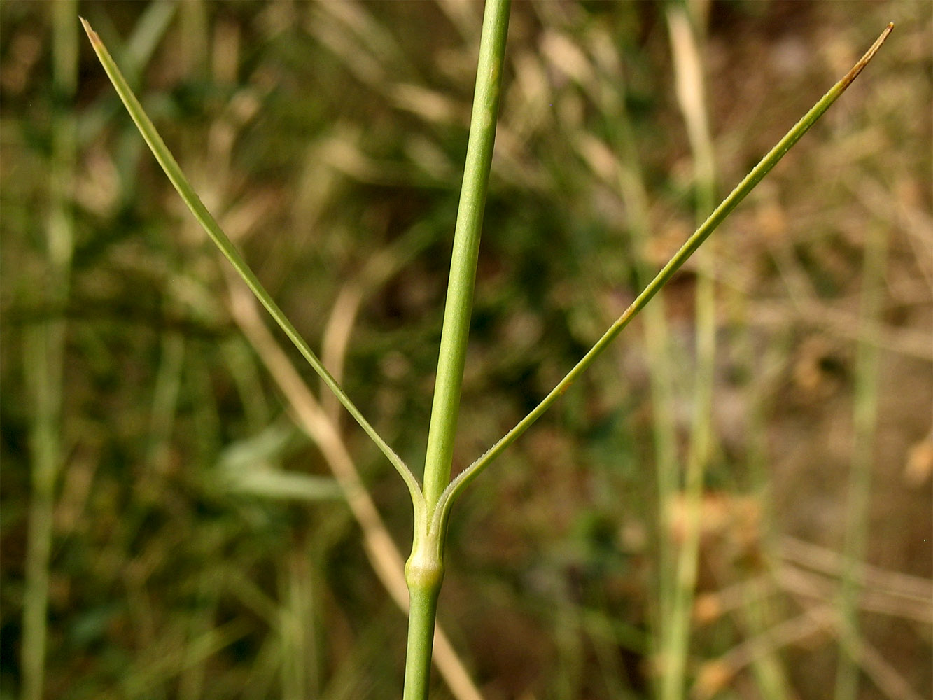 Image of Dianthus ciliatus ssp. dalmaticus specimen.