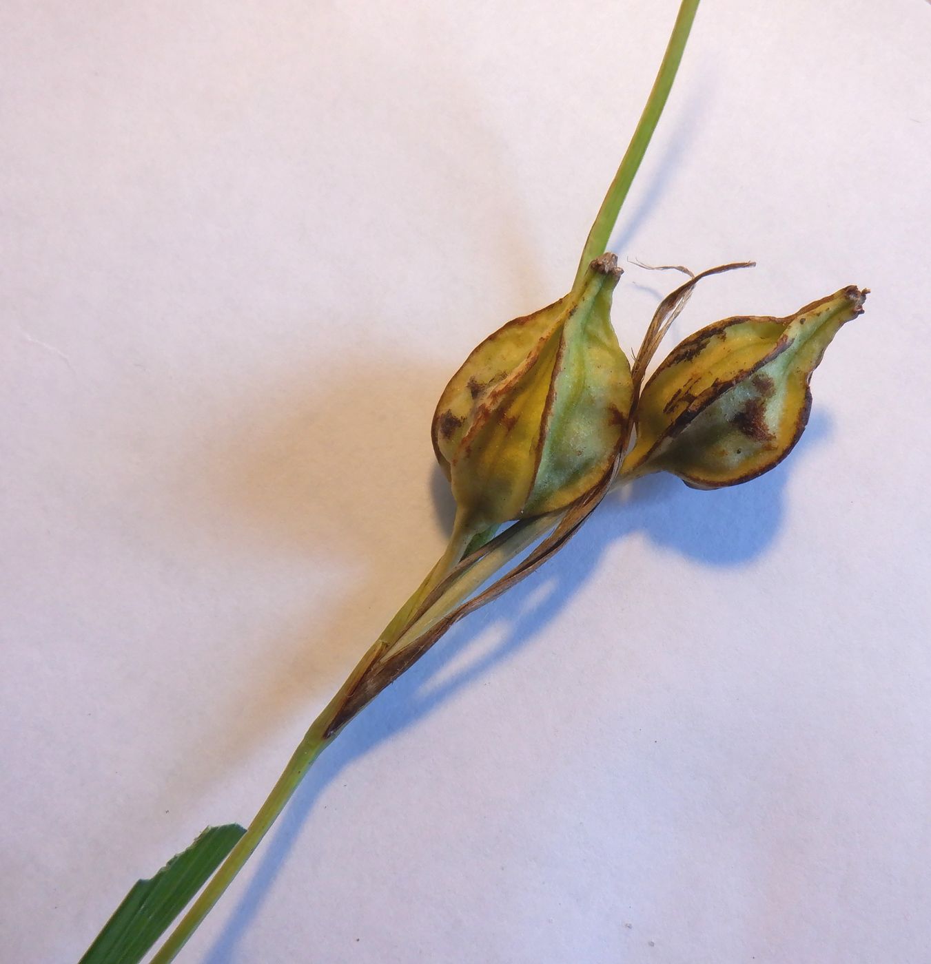 Image of Iris graminea specimen.