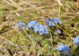 семейство Boraginaceae