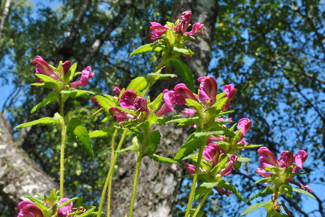 Image of Pedicularis resupinata specimen.