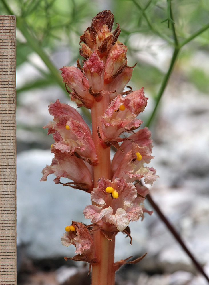 Image of Orobanche kurdica specimen.