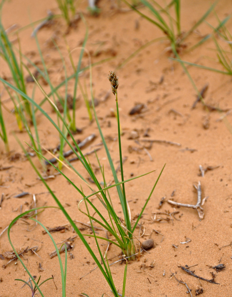 Image of Carex stenophylla specimen.