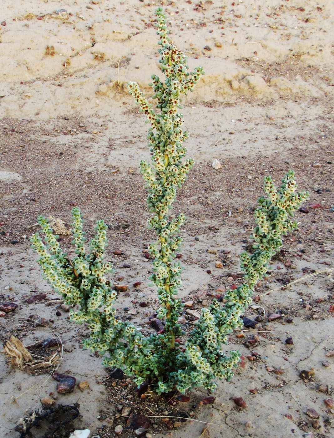 Image of Halogeton glomeratus specimen.