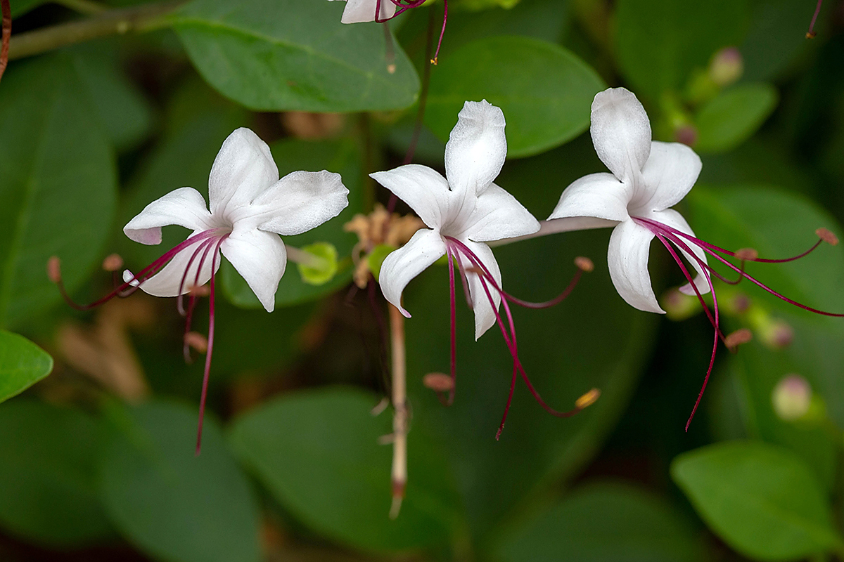 Image of Clerodendrum inerme specimen.