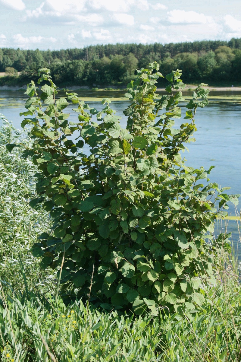 Image of Corylus avellana specimen.