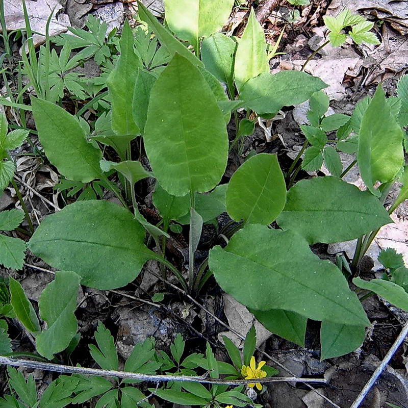 Image of Pulmonaria obscura specimen.