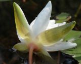 Nymphaea candida