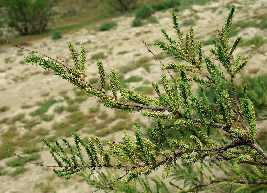 Image of Tamarix meyeri specimen.