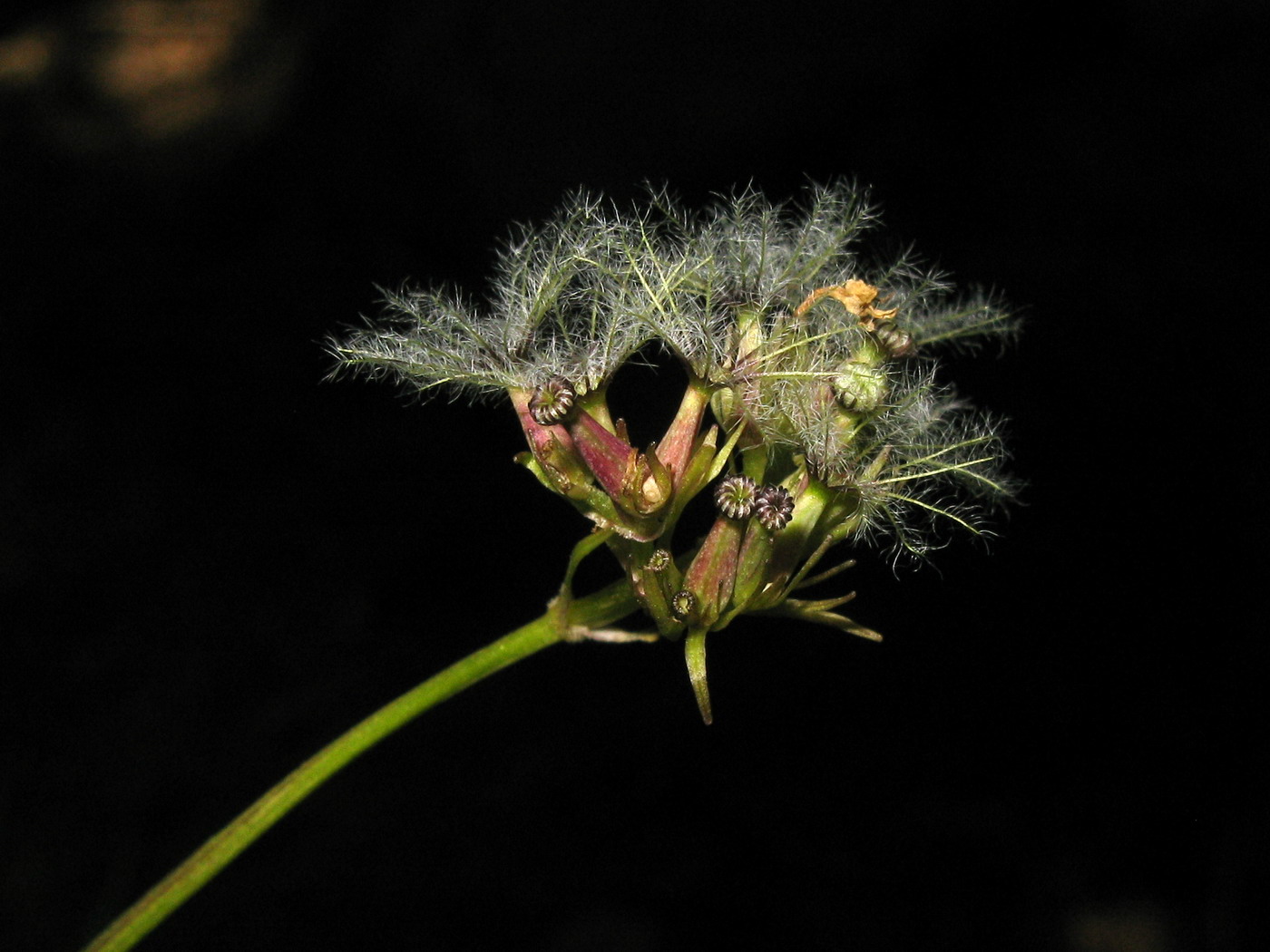 Image of Valeriana altaica specimen.