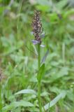 род Dactylorhiza