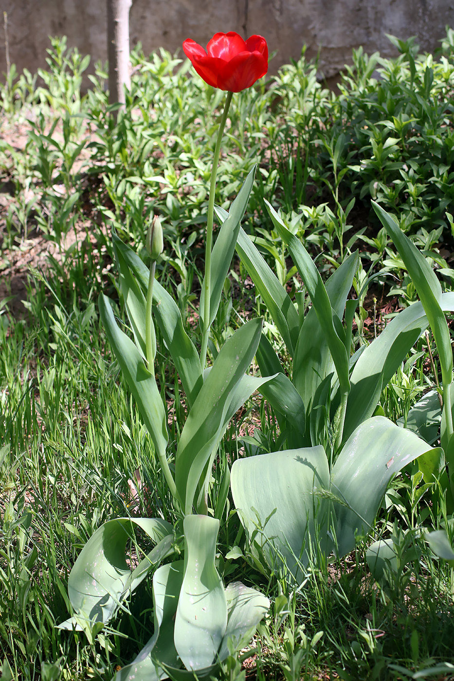 Изображение особи Tulipa fosteriana.