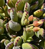 Cotyledon tomentosa