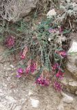 Astragalus buschiorum. Цветущее растение. Дагестан, Левашинский р-н, окр. с. Цудахар, глинистый обрыв. 9 мая 2022 г.