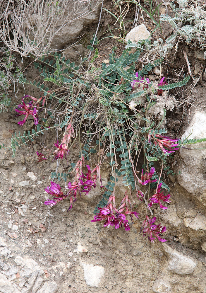 Image of Astragalus buschiorum specimen.