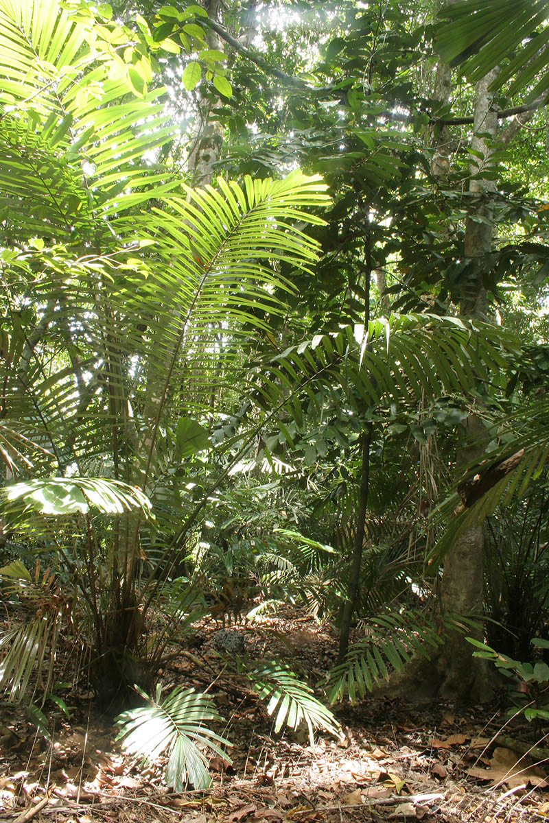 Image of familia Arecaceae specimen.