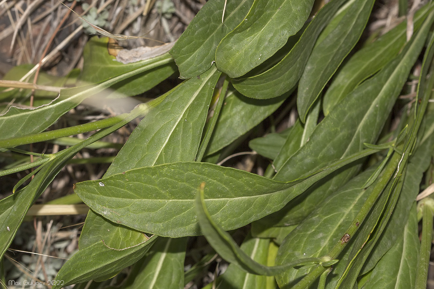 Image of Cephalaria coriacea specimen.