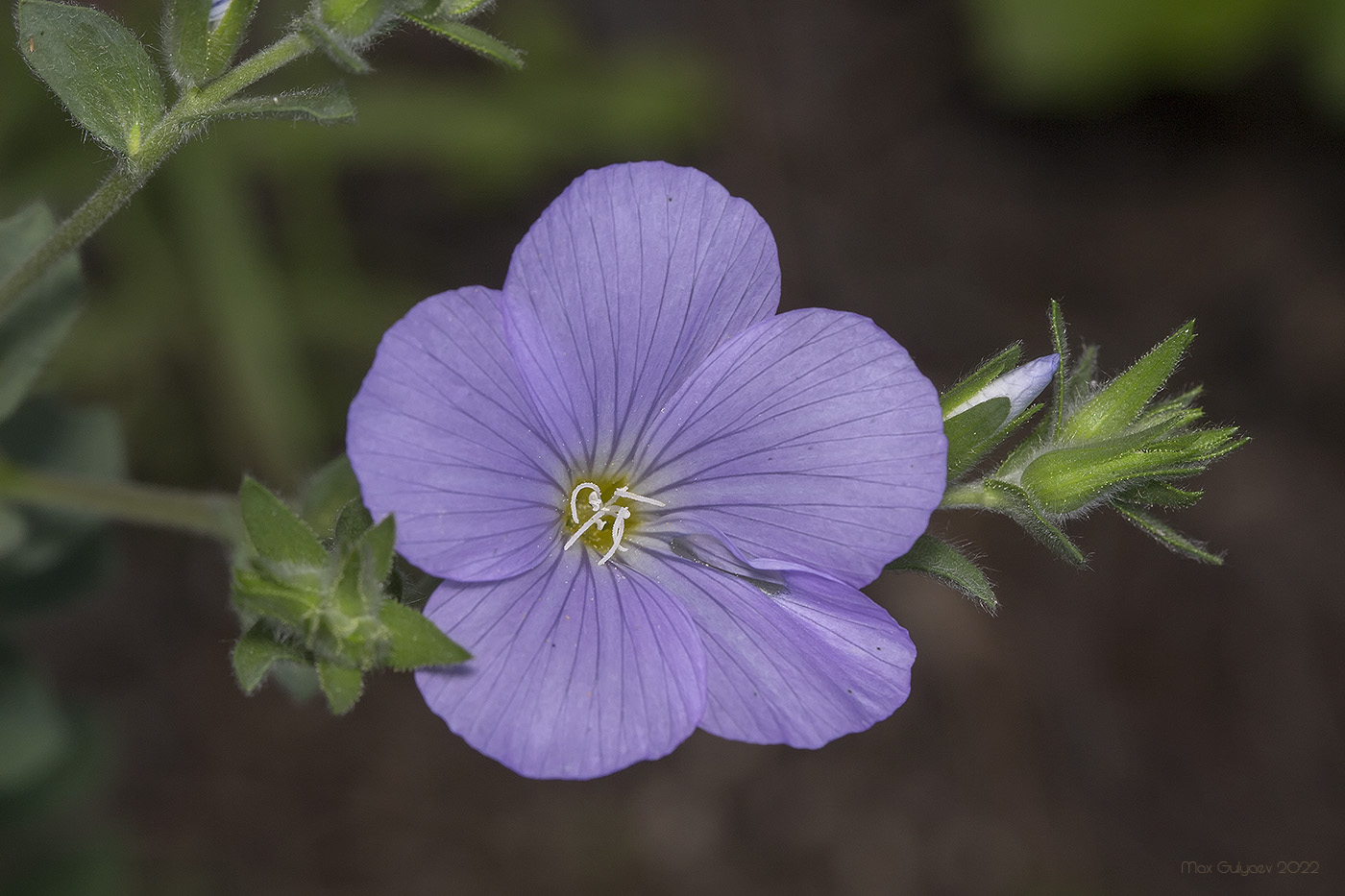 Изображение особи Linum lanuginosum.