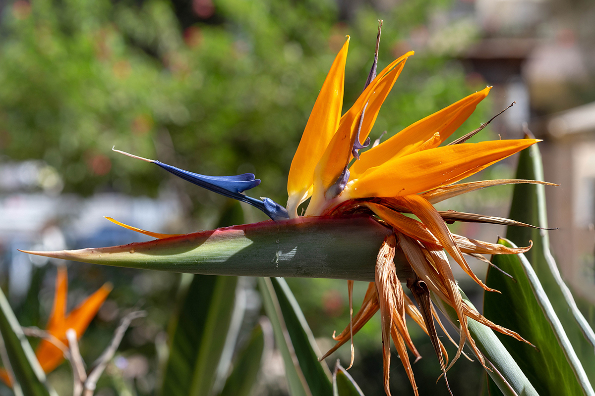 Image of Strelitzia reginae specimen.