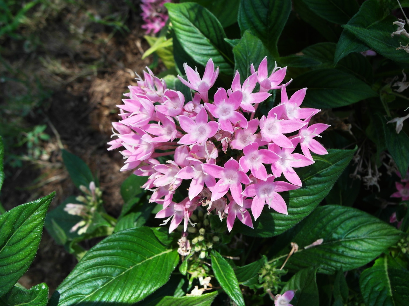 Image of Pentas lanceolata specimen.