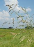 Festuca arundinacea