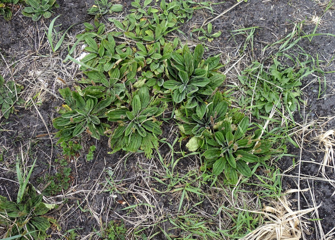 Изображение особи Plantago camtschatica.