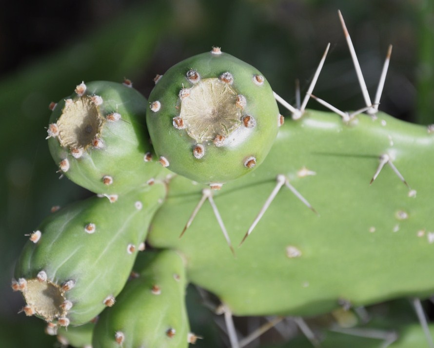 Image of Opuntia dillenii specimen.