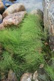 Equisetum arvense