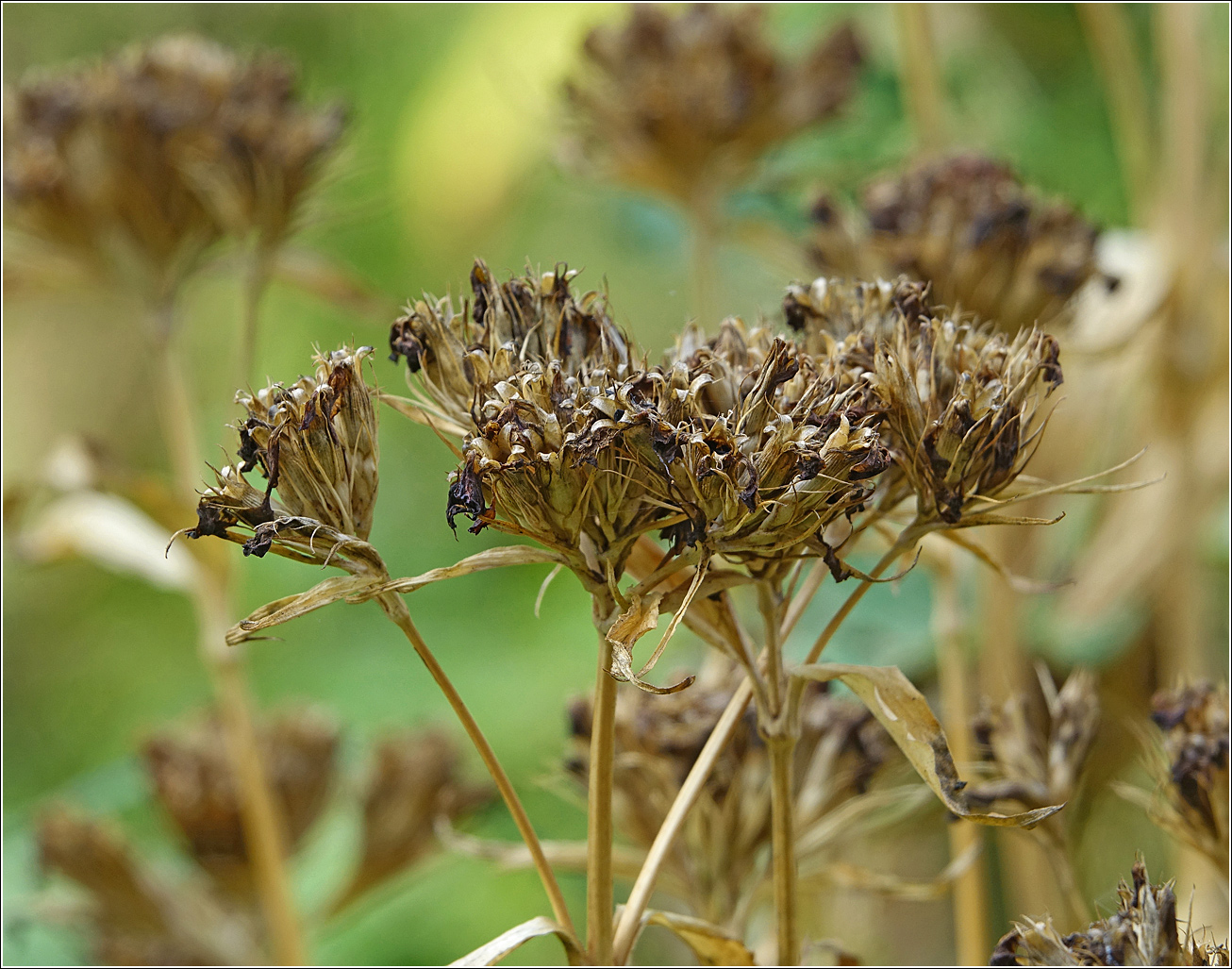 Image of Dianthus barbatus specimen.