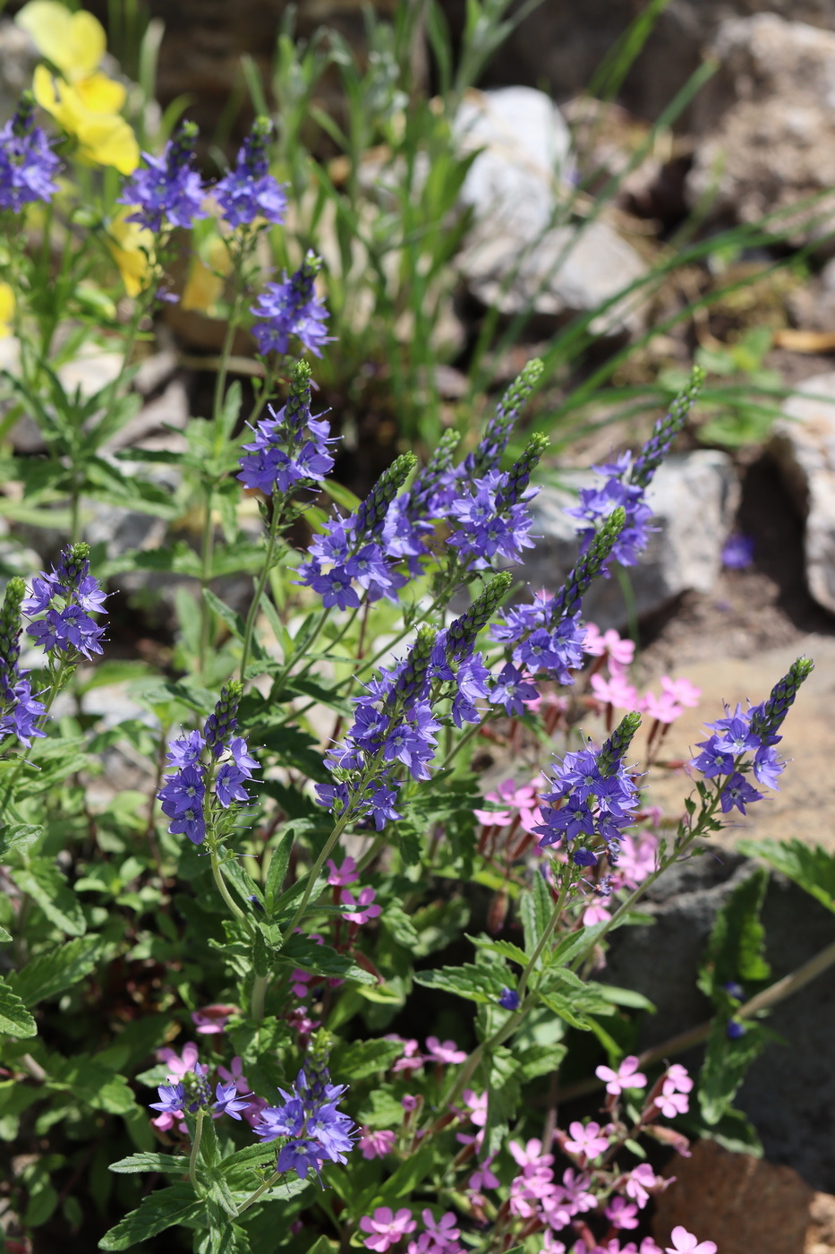 Изображение особи Veronica teucrium.