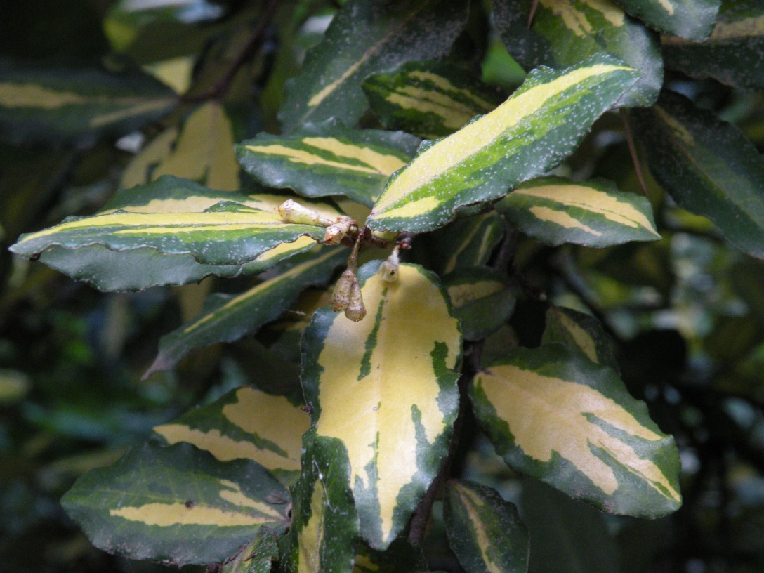 Image of Elaeagnus pungens specimen.