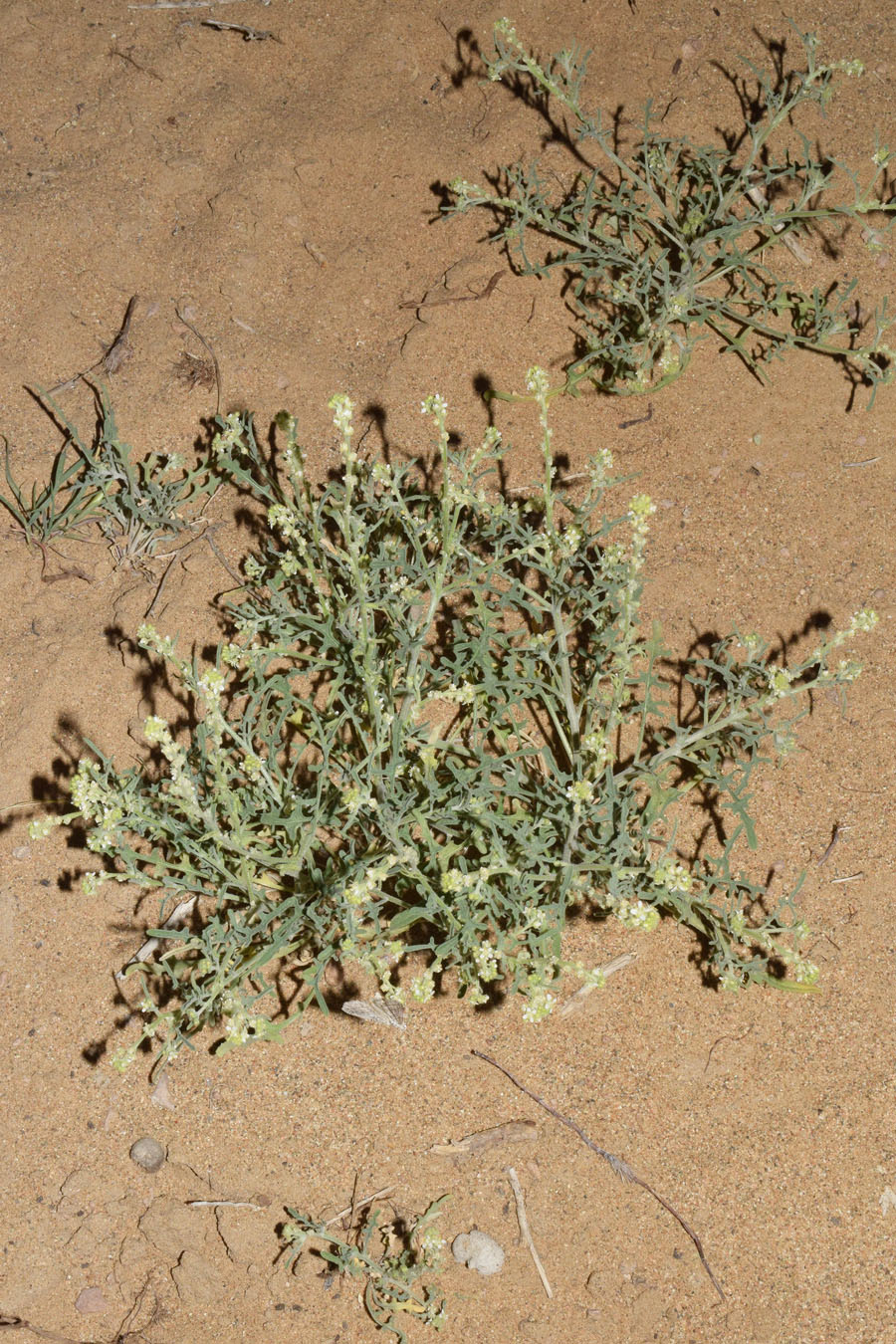 Image of Tetracme recurvata specimen.