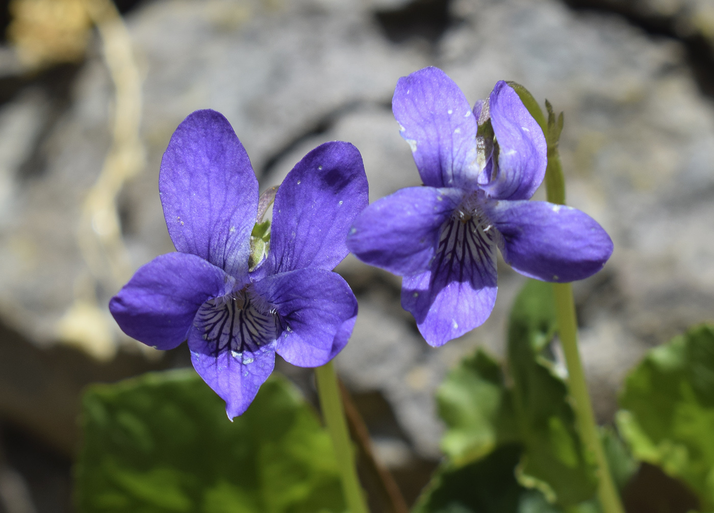 Image of genus Viola specimen.