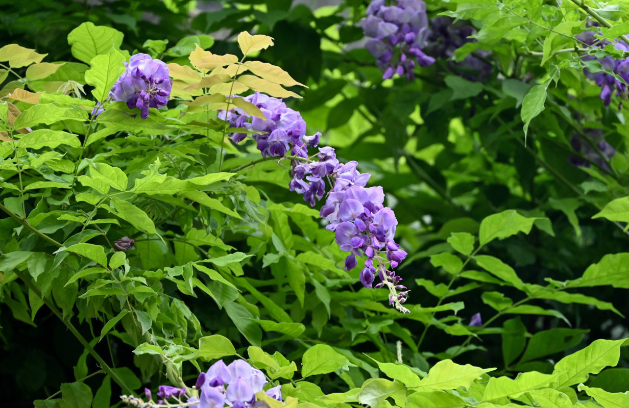 Image of Wisteria sinensis specimen.