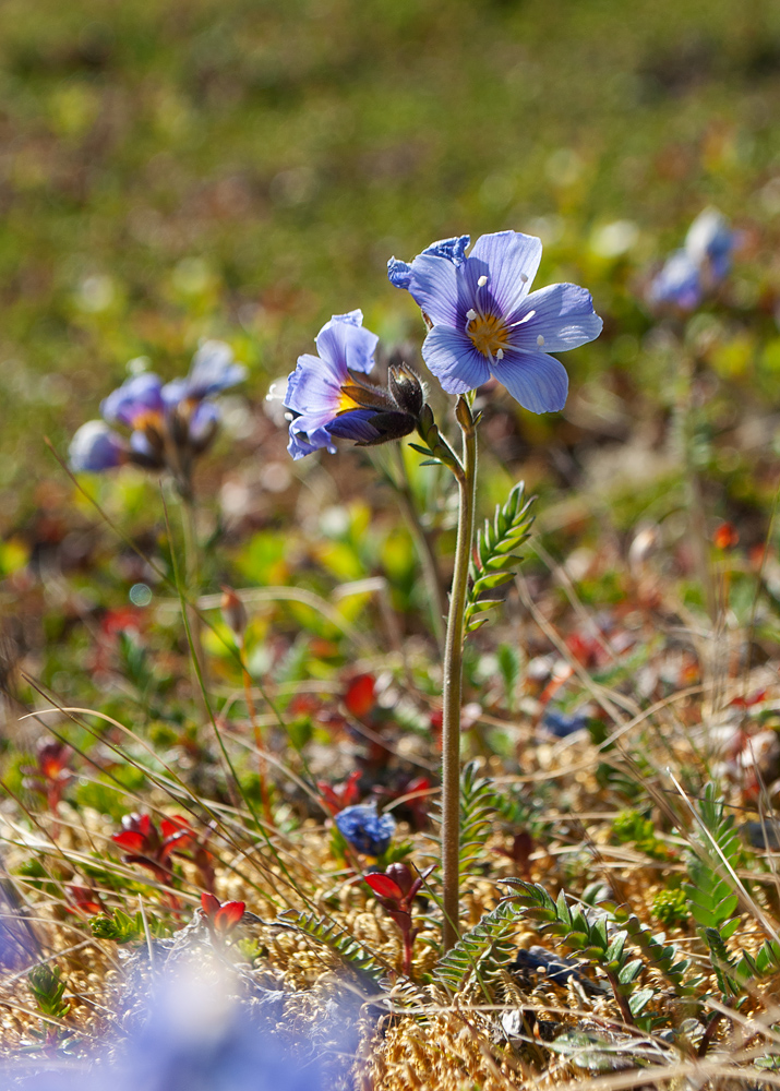 Image of Polemonium boreale specimen.