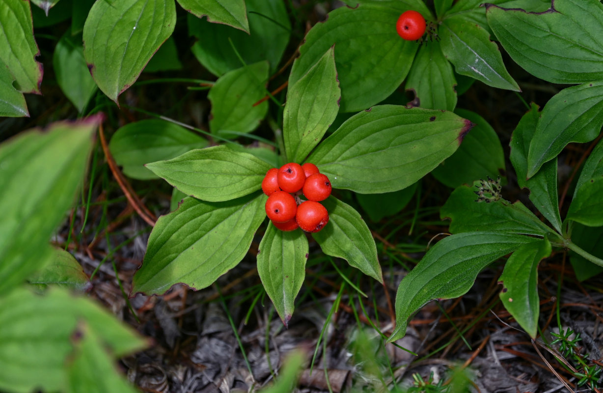 Изображение особи Chamaepericlymenum canadense.