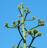 Agave americana. Верхушка цветоноса. Республика Абхазия, г. Сухум, в культуре. Июль 2023 г.