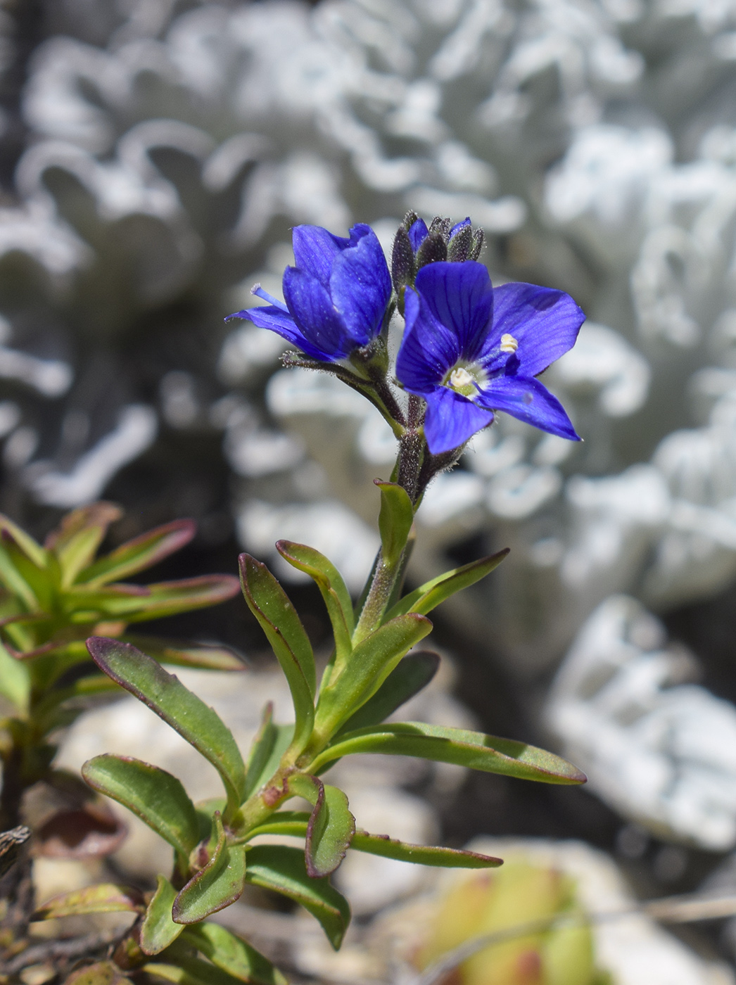 Изображение особи Veronica fruticulosa.