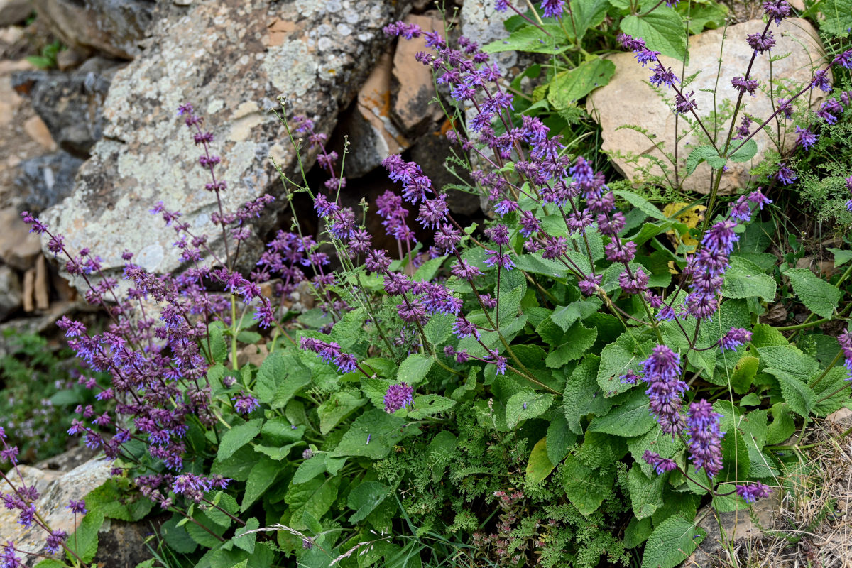 Image of Salvia verticillata specimen.