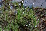 Eriophorum brachyantherum. Плодоносящие растения в сообществе с Carex. Красноярский край, Таймырский Долгано-Ненецкий р-н, плато Путорана, водопад Китабо-Орон, затопленный участок каменистого берега реки. 26.07.2023.