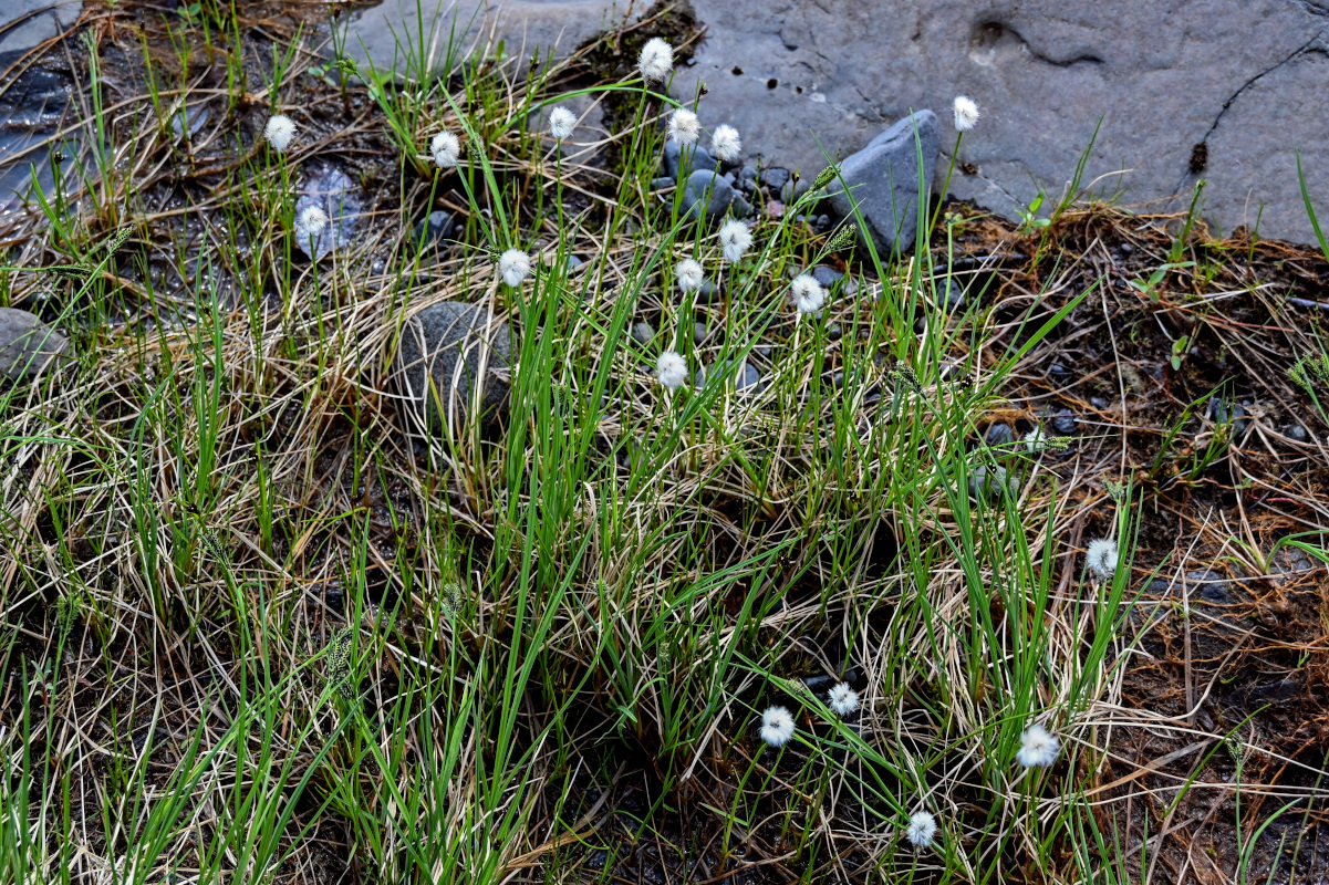 Изображение особи Eriophorum brachyantherum.