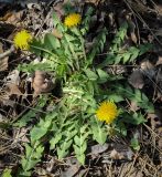 Taraxacum officinale. Цветущее растение. Кавказ, Сочинский р-н, Лазаревское, сосновый лес. 10.04.2024.