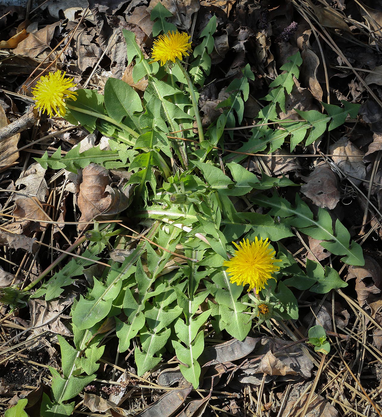 Изображение особи Taraxacum officinale.