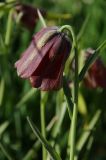 Fritillaria pyrenaica