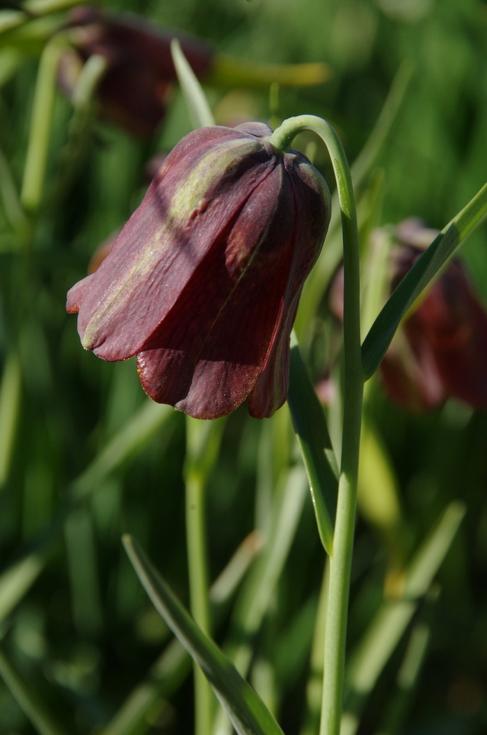 Изображение особи Fritillaria pyrenaica.